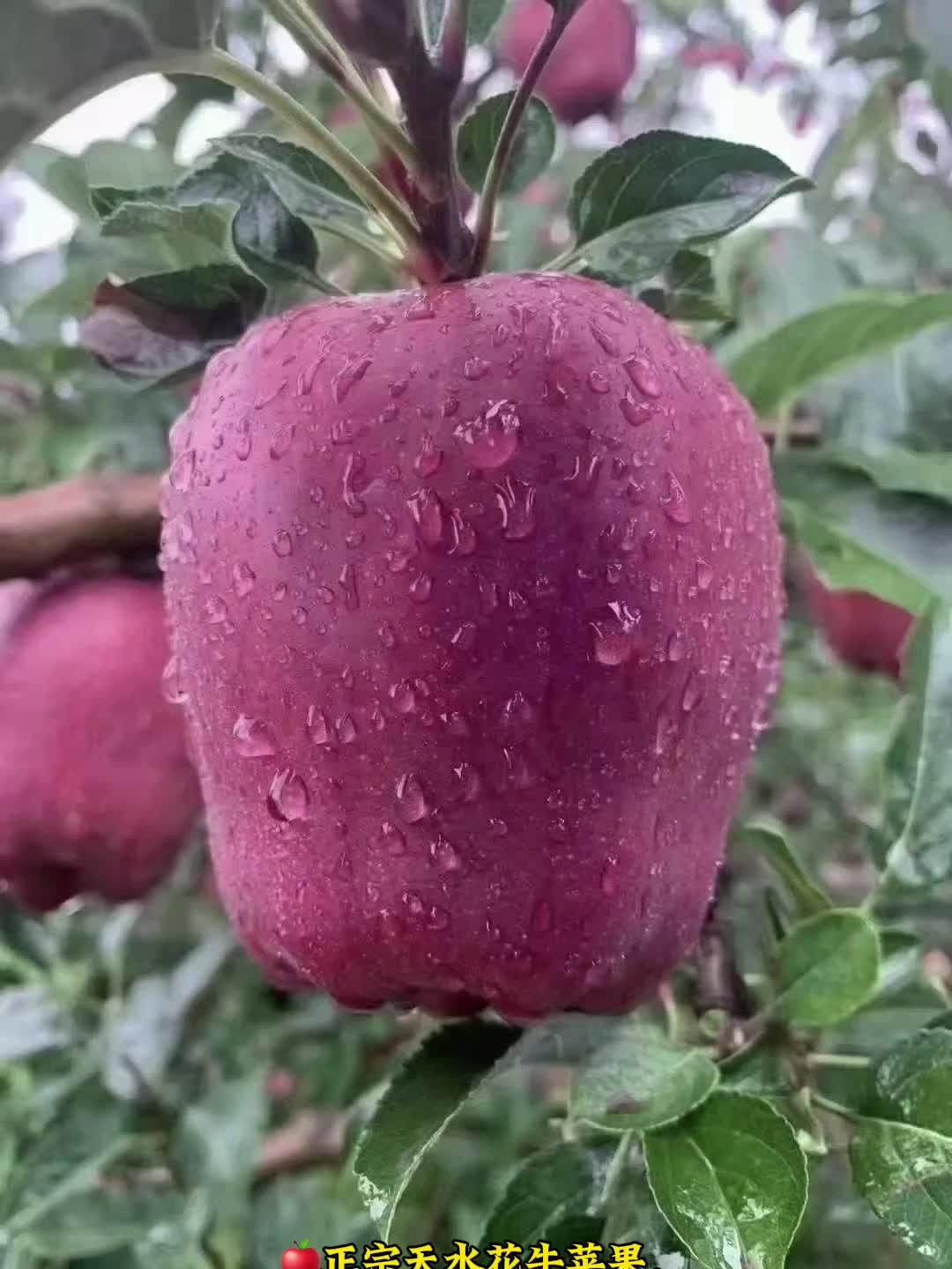 现在的花牛苹果是很脆,很香甜 正宗天水花牛苹果,香甜多汁,口感绝佳! 每一口都充满了浓郁的
