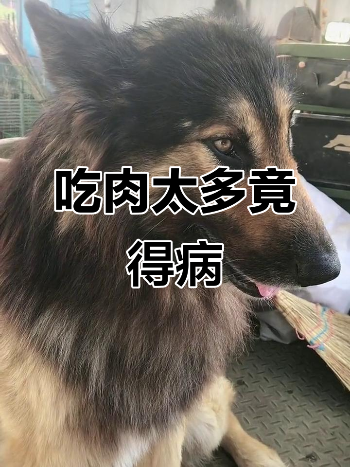鸡肝猪肺吃多了,竟然会得肿瘤?9岁虎子也难逃命运