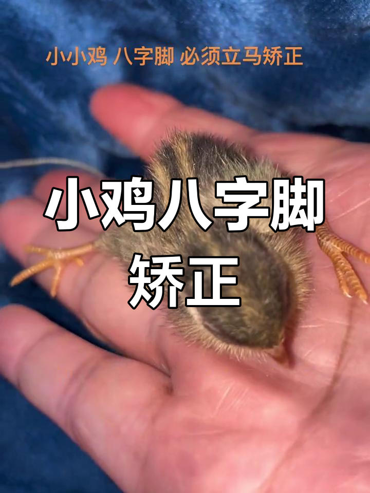 发现一只八只脚的小鸡,赶紧矫正!