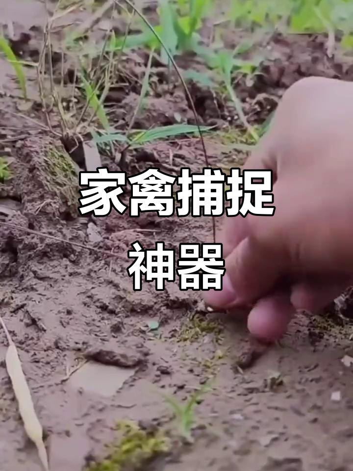 单身汉大哥发明鸡鸭鹅绊脚套,轻松抓捕家禽