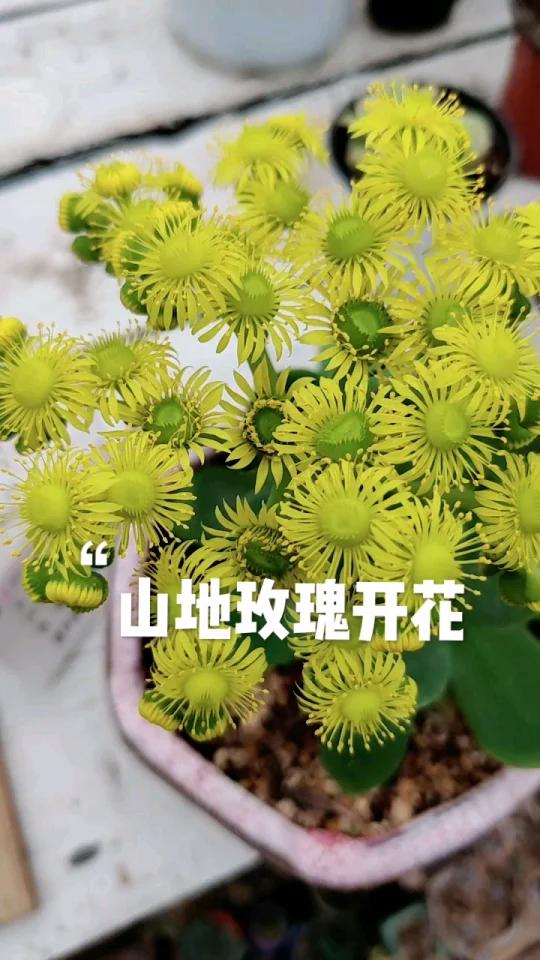 用生命诠释花的美丽