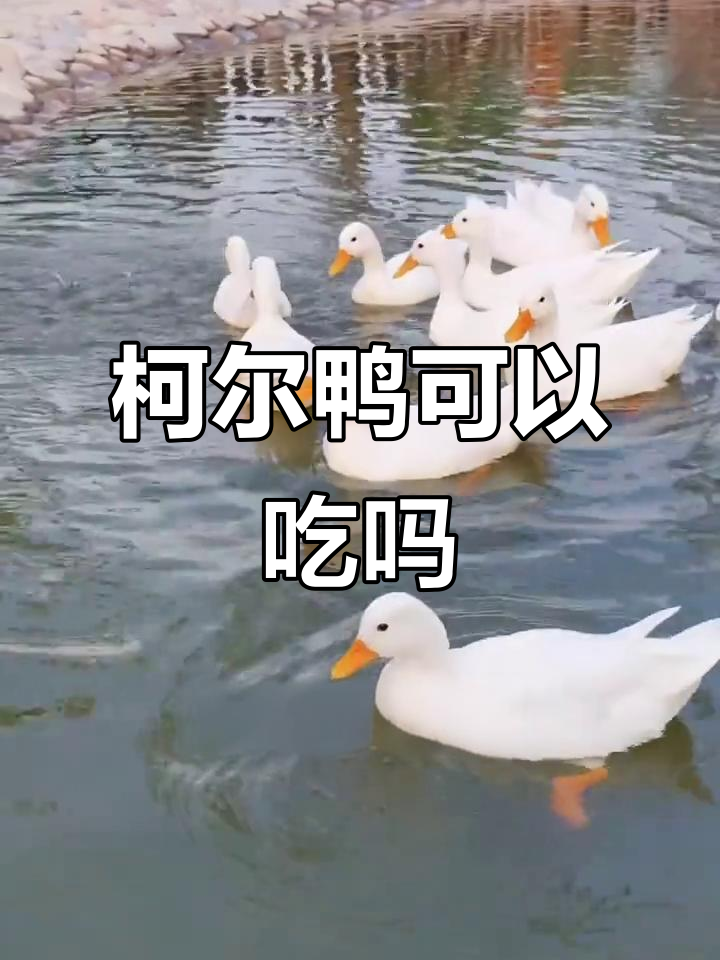 柯尔鸭能吃吗?虽然肉少但味道和普通鸭子一样