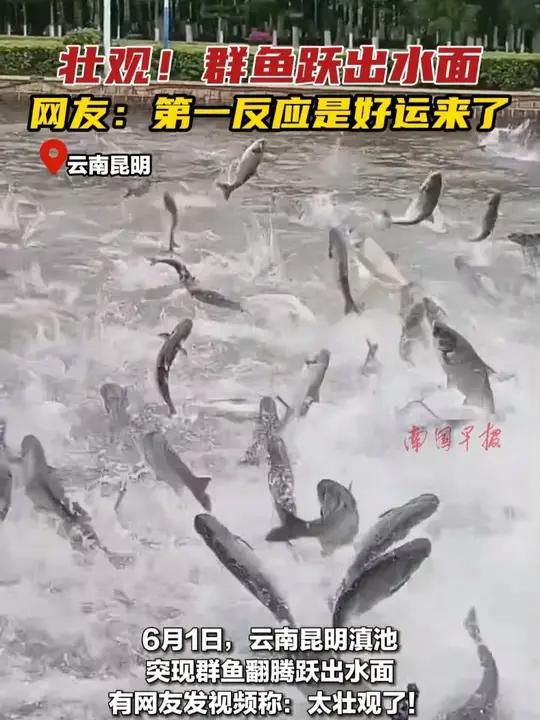 壮观！群鱼跃出水面，网友：第一反应是好运来了 云南鱼跃龙门好运来壮观（来源：四川观察）