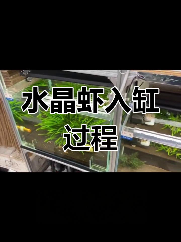 水晶虾缸硝化系统建立,入虾全过程揭秘