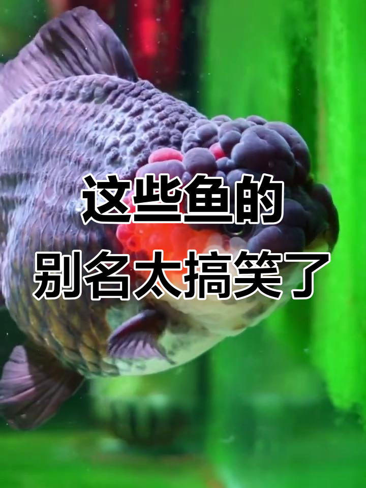 鱼的名字竟然这么有趣，看看这些奇葩名字背后的故事