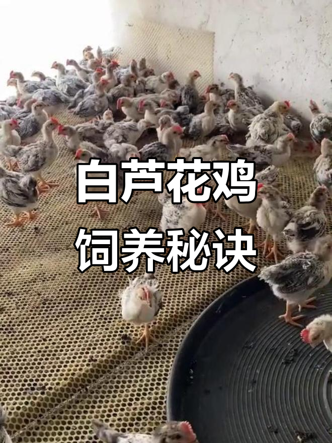 脱温白芦花鸡养殖技巧:饮水、喂料全攻略