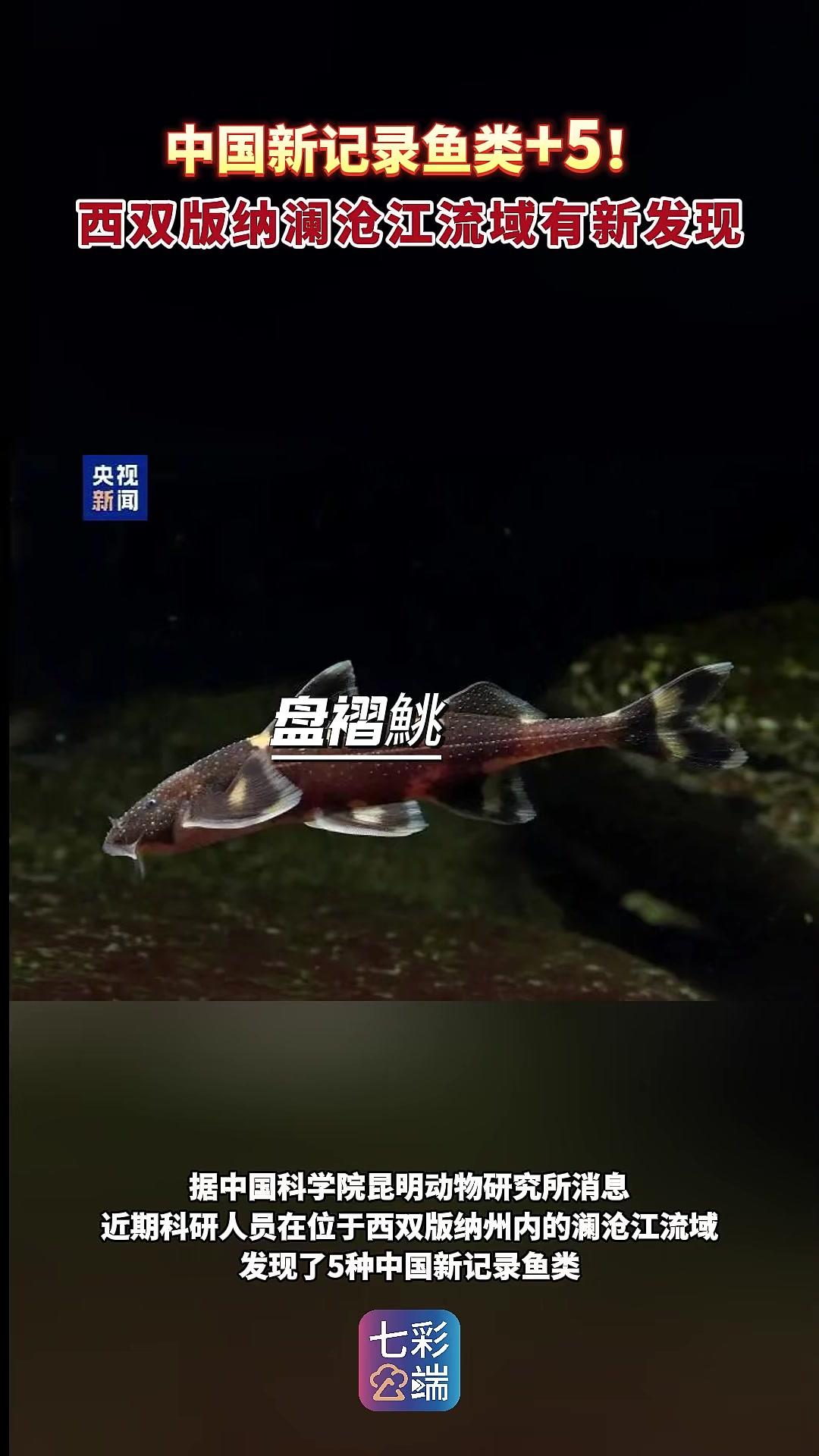 中国新记录鱼类+5!西双版纳澜沧江流域有新发现