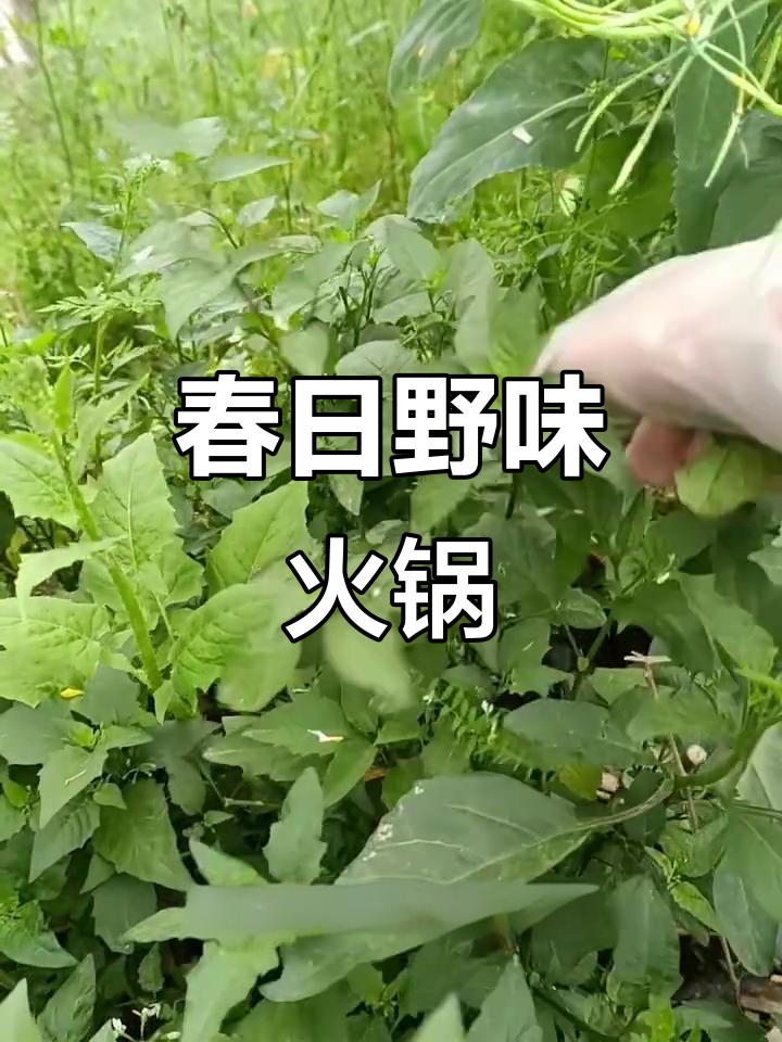 春季野菜火锅，尝尽自然美味！