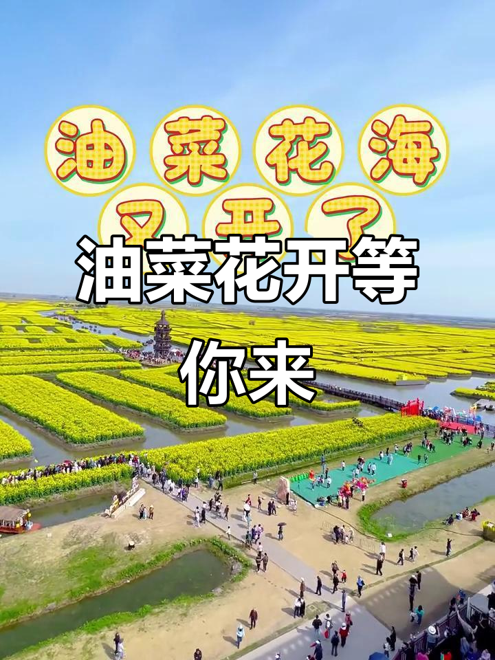 泰州兴化千垛油菜花田,3月底等你来邂逅浪漫花海
