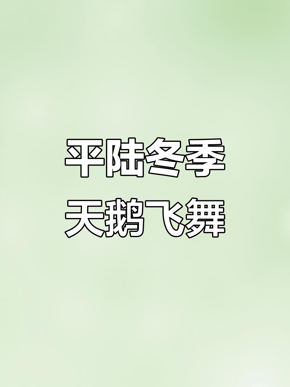 山西平陆黄河湿地:天鹅舞动冬日美景,荷塘成“乐园”