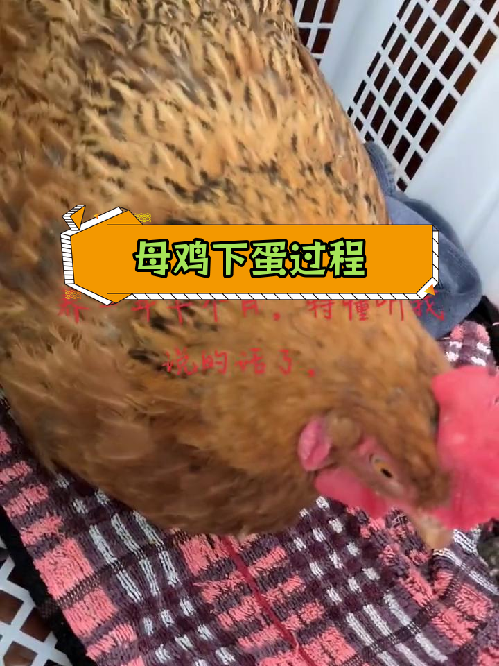 母鸡产蛋全过程揭秘