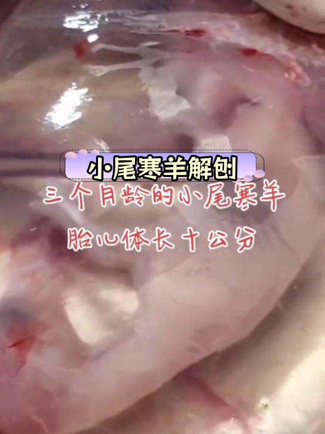 纯种小尾寒羊解剖研究