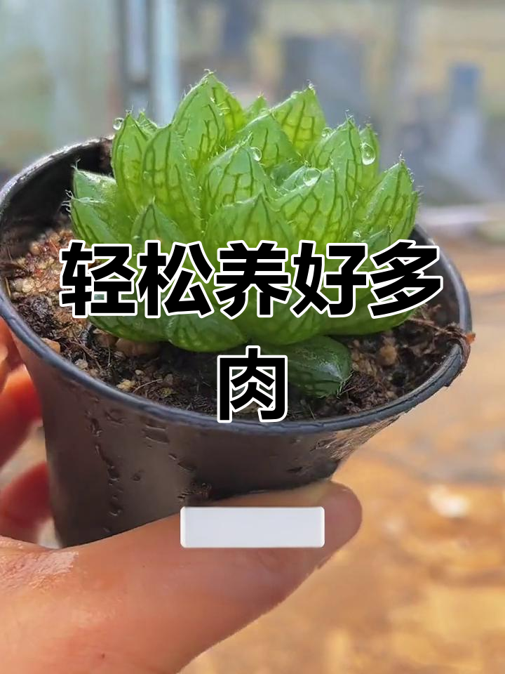 多肉植物养护全攻略:玉露系列与玫瑰类多肉的种植技巧
