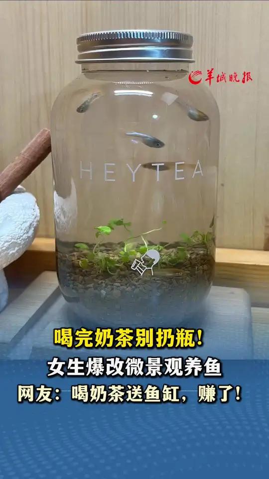 喝完奶茶别扔瓶！女生爆改微景观养鱼 网友：喝奶茶送鱼缸，赚了！来源小羊拍客（「原创」记者：