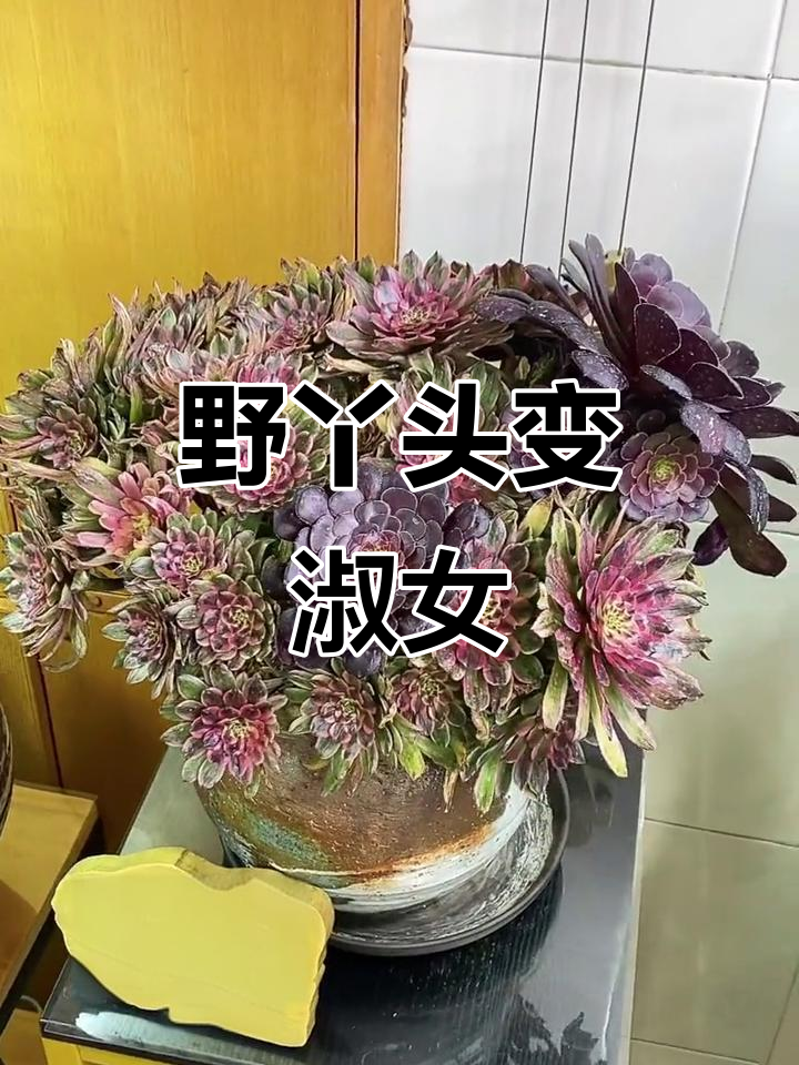 从野丫头到淑女,气质大变样!