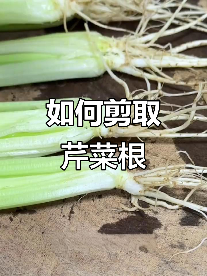 农村常见芹菜采摘技巧，教你如何处理根部