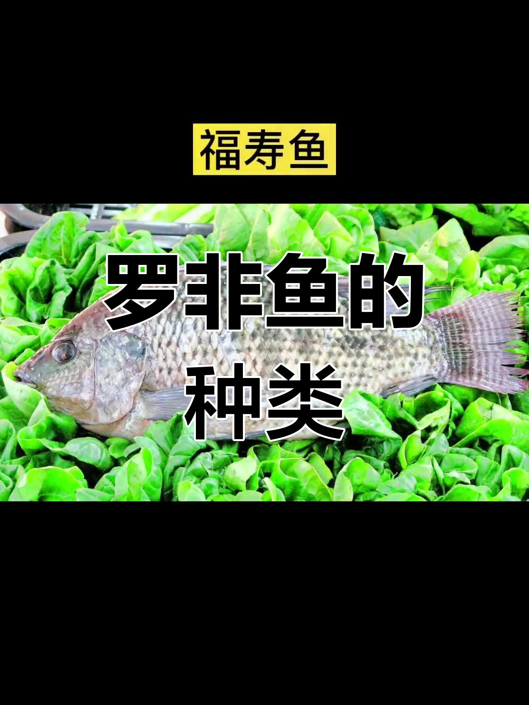 六种罗非鱼品种大揭秘