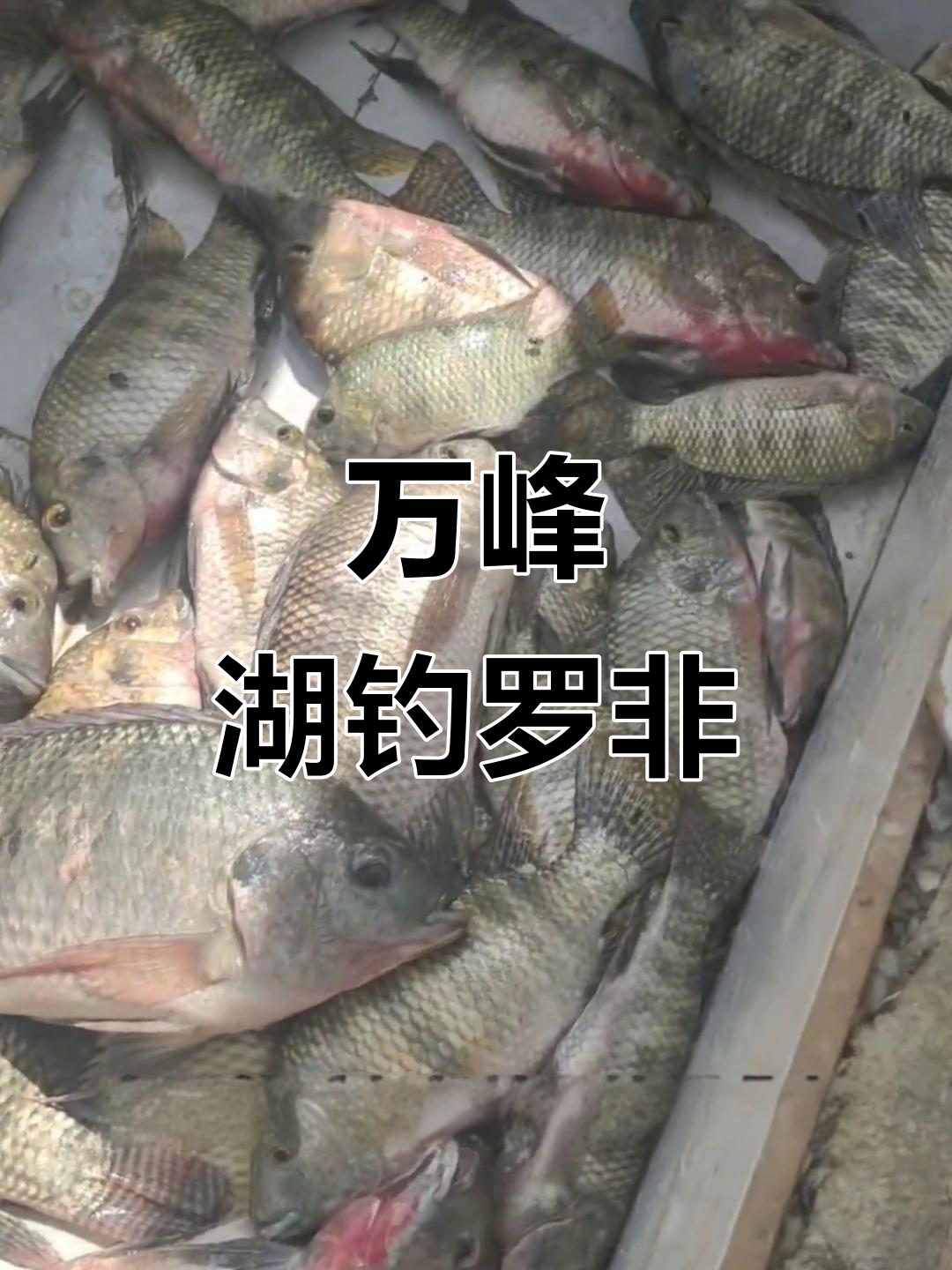 万峰湖涨水季节,钓罗非鱼的最佳时机与技巧