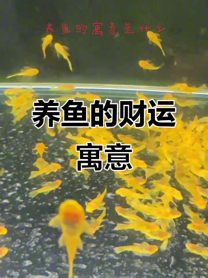 养鱼真的能招财?风水解读与财运关系
