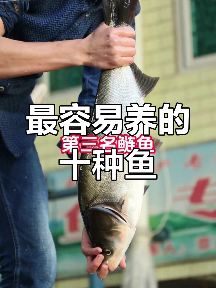十大最易养殖的鱼,哪种最适合你?