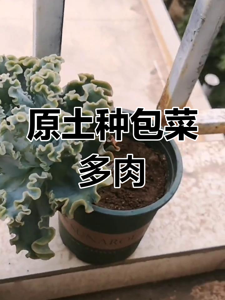 包菜系多肉水瓶座种植实验