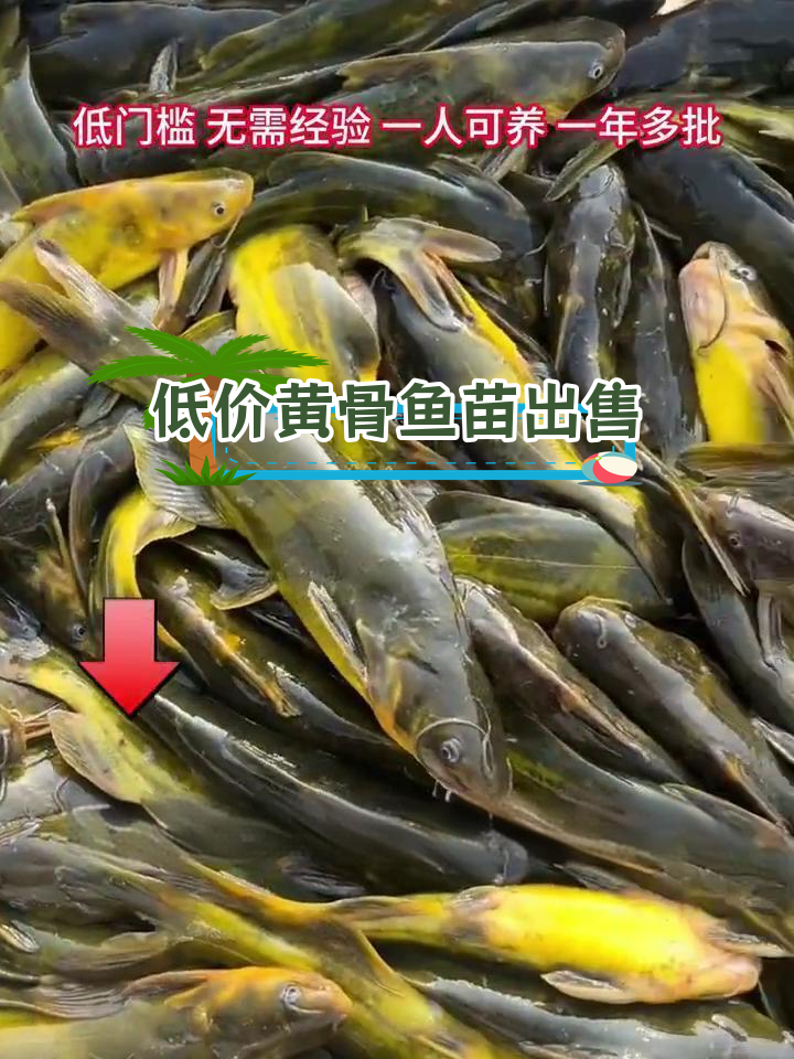 黄骨鱼苗低价直销,养殖技术免费指导