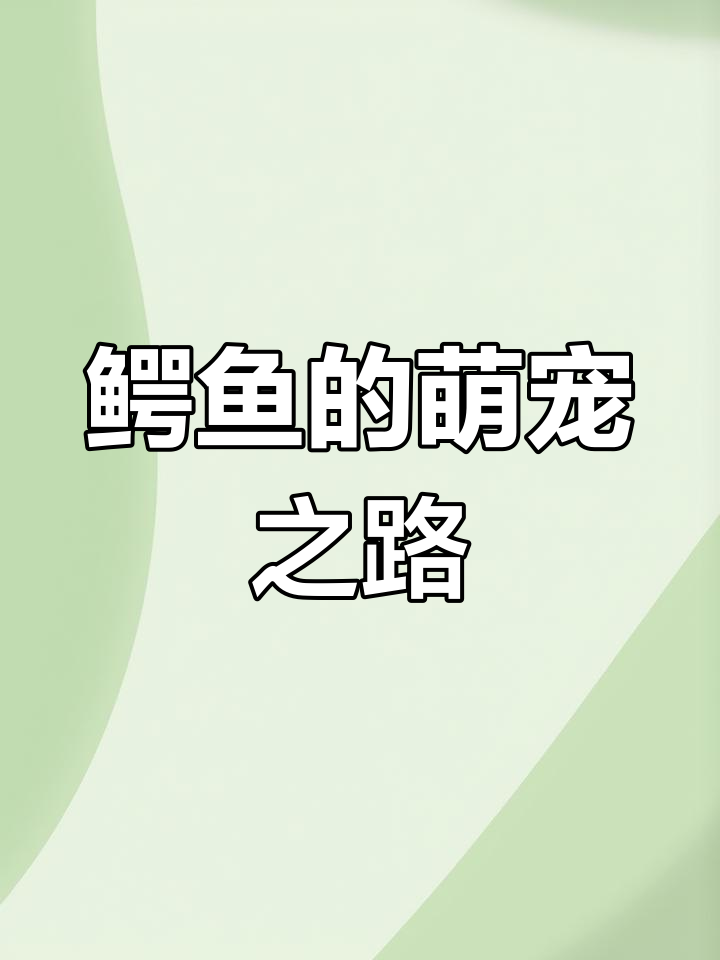 鳄鱼也能当宠物?揭秘“水中霸主”的萌宠身份!
