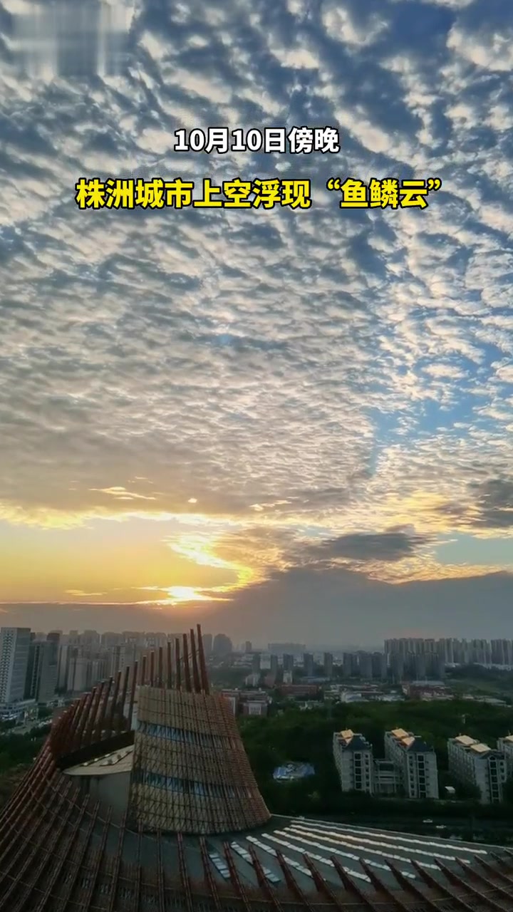 今天傍晚的株洲天空,你抬头看了吗?直播株洲 透光高积云 鱼鳞云