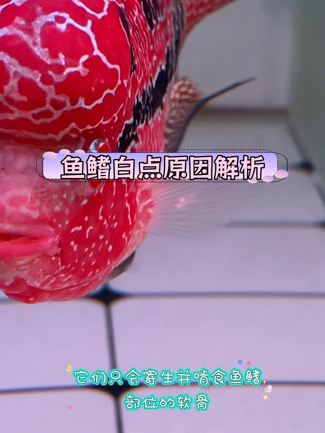 罗汉鱼鳍部白点现象揭秘