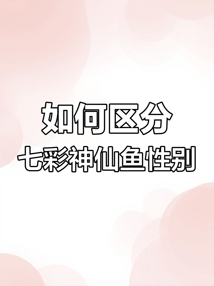 七彩神仙鱼公母辨别技巧