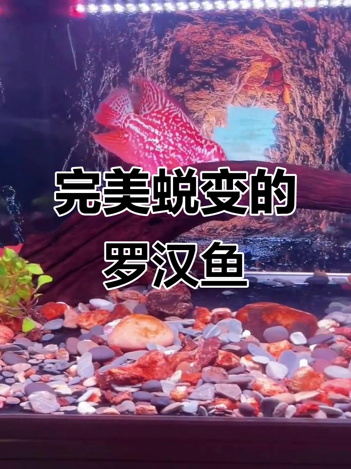 罗汉鱼蜕变记:从平凡到火凤凰的转变