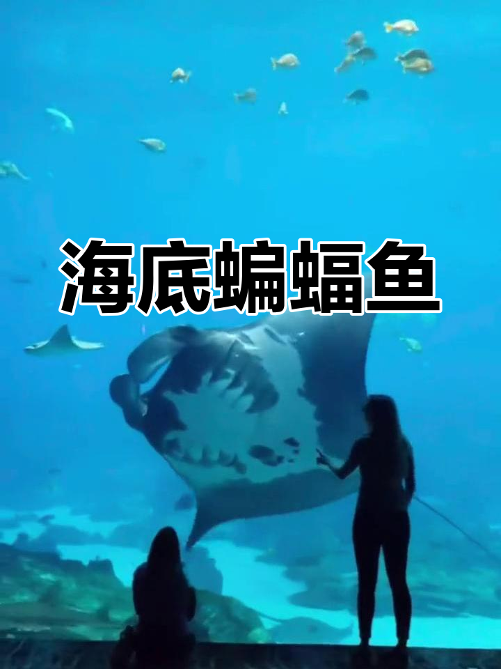 神秘海底生物:魔鬼鱼蝠鲼