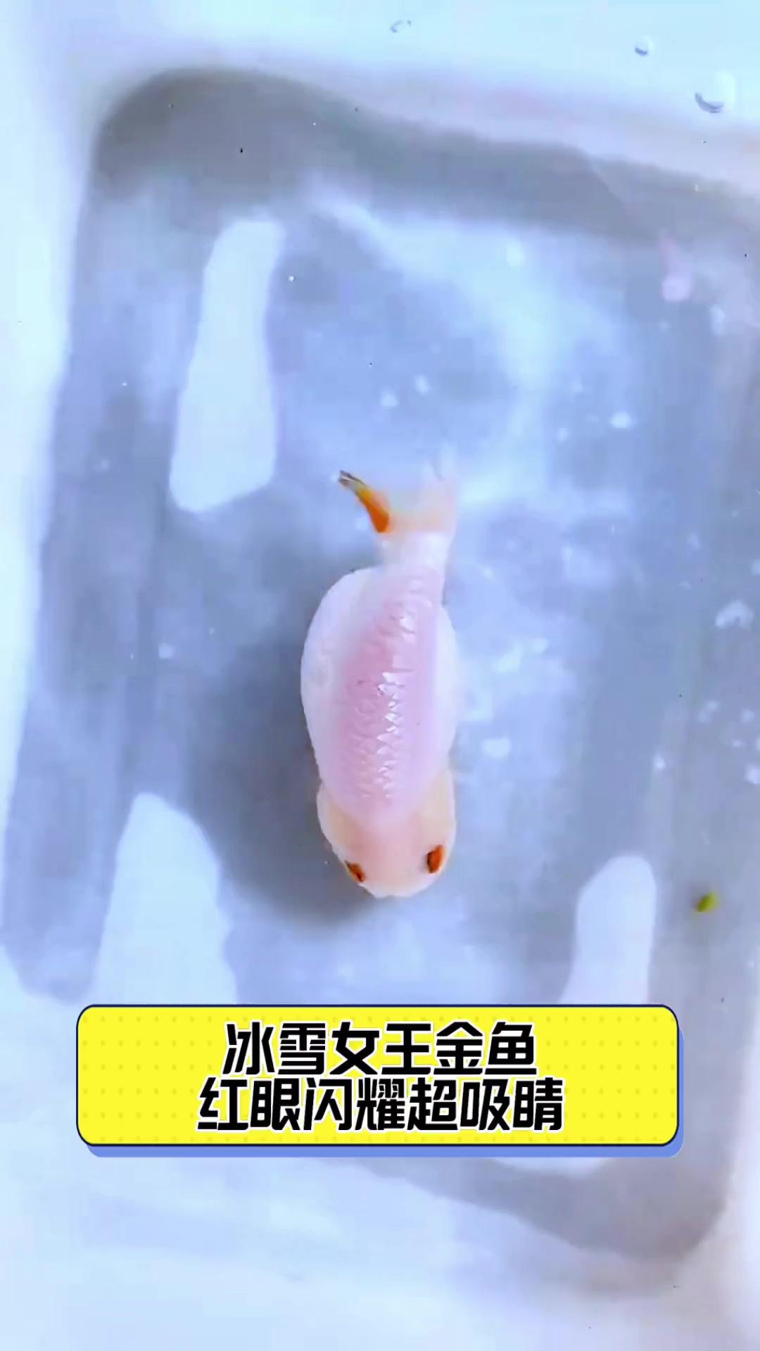 冰雪女王金鱼,红眼闪耀超吸睛