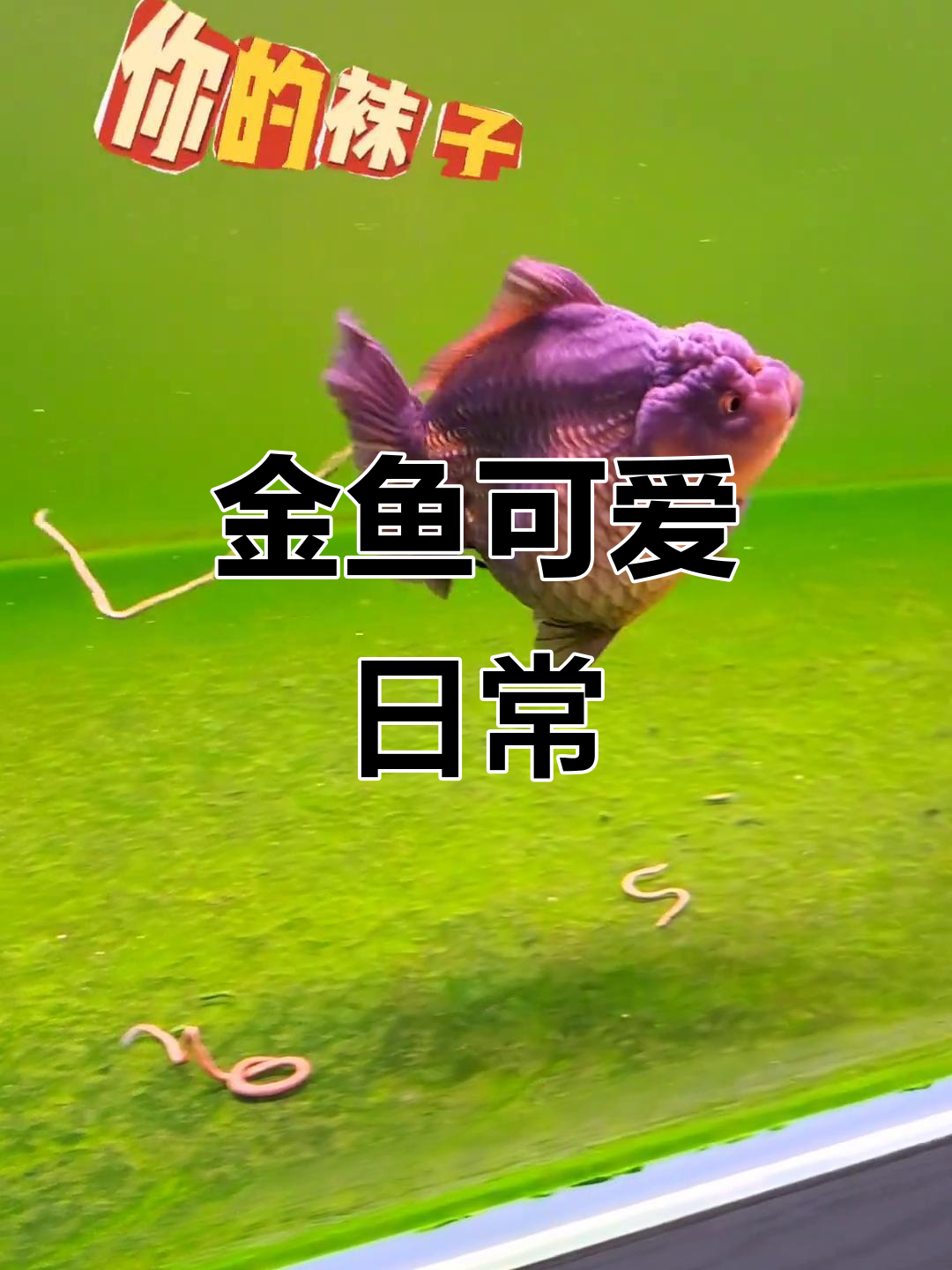 小金鱼拉屎超萌，纸不离手！