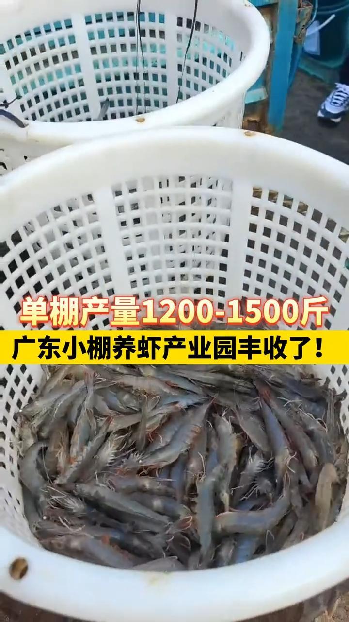 小棚养虾在广东也开始爆发!土塘养殖户准备接受挑战!小棚养虾 南美白对虾养殖 水产