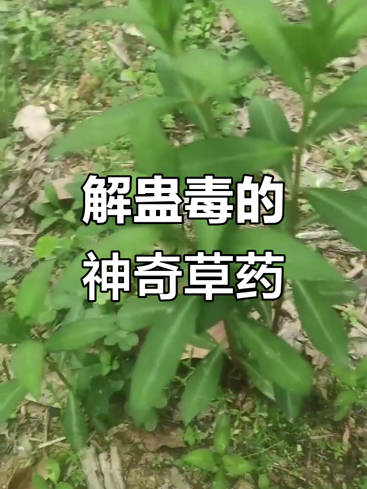 鸡心草能解蛊毒?揭秘真实存在的神秘毒素