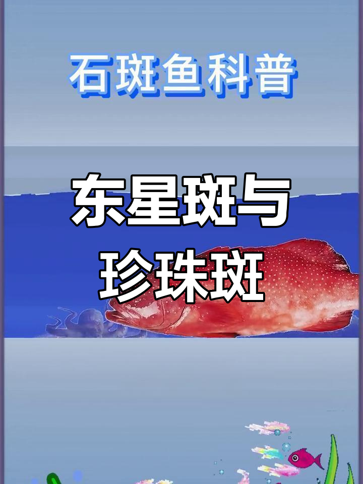 石斑鱼种类与价格解析