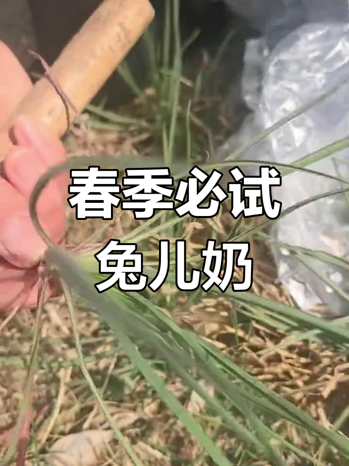春天味道满分!兔儿奶嫩滑又香甜,吃上一口停不下来