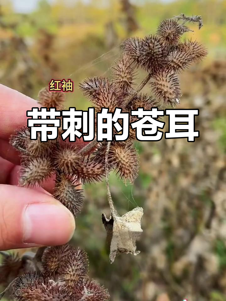 苍耳子:带刺的种子,农村常见植物