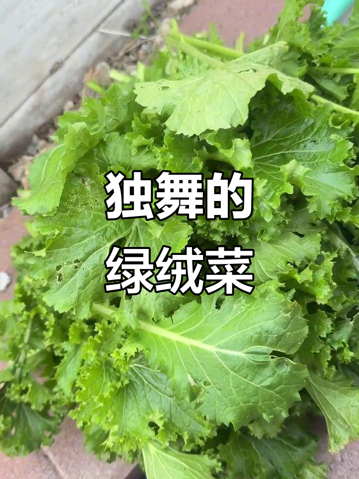 翡翠般的绿绒菜,阳光下独自绽放,令人心醉