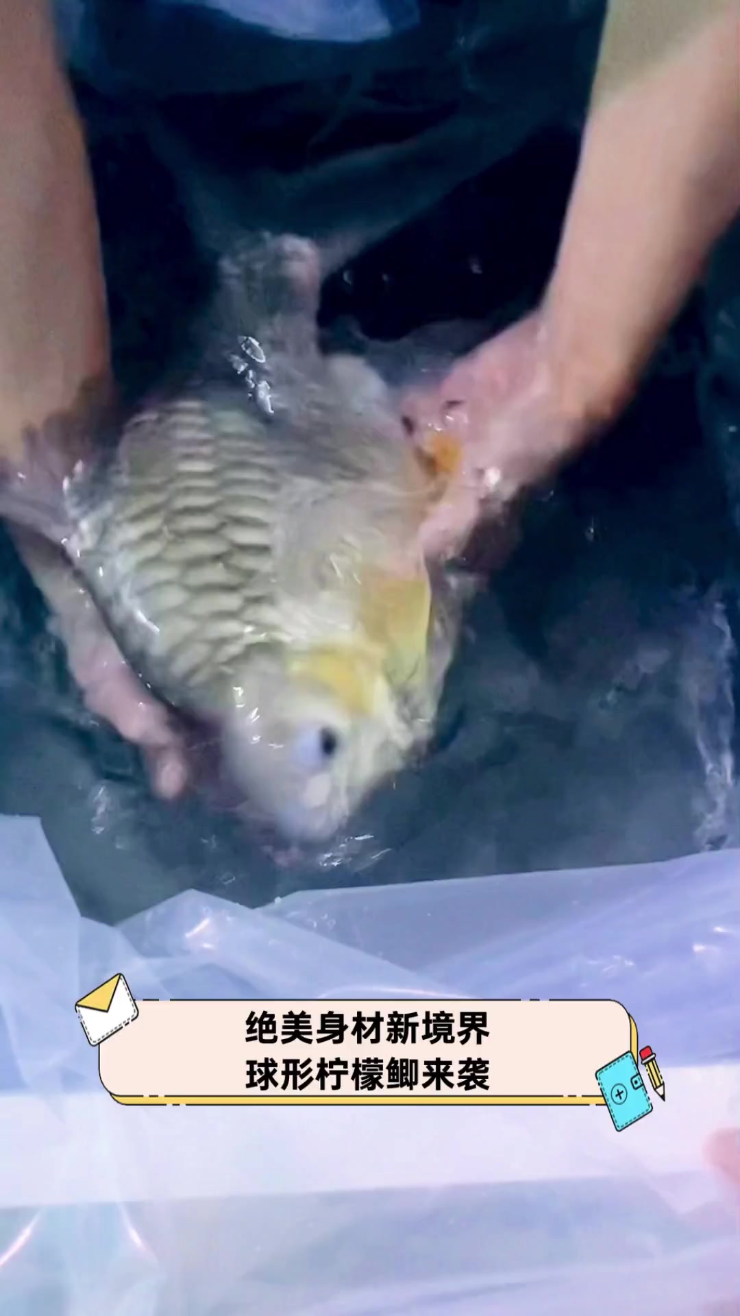 绝美身材新境界,球形柠檬鲫来袭