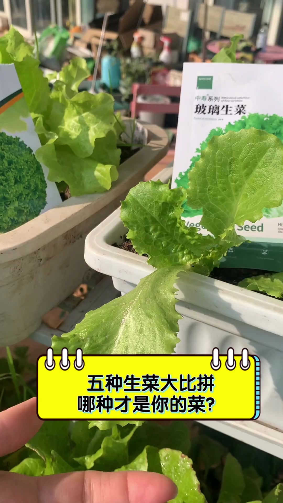 五种生菜大比拼,哪种才是你的菜?