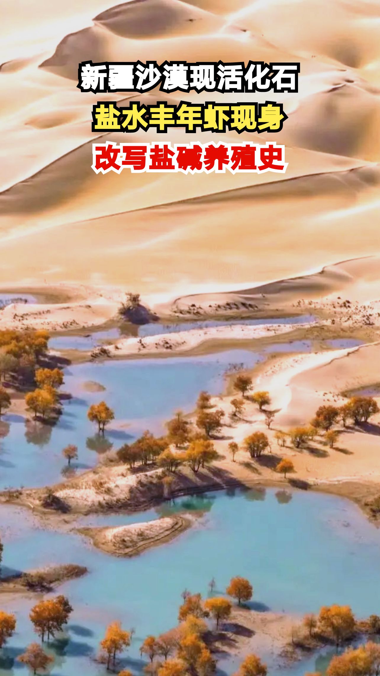 塔克拉玛干沙漠惊现4亿年活化石！盐水丰年虾如何创造生命奇迹？