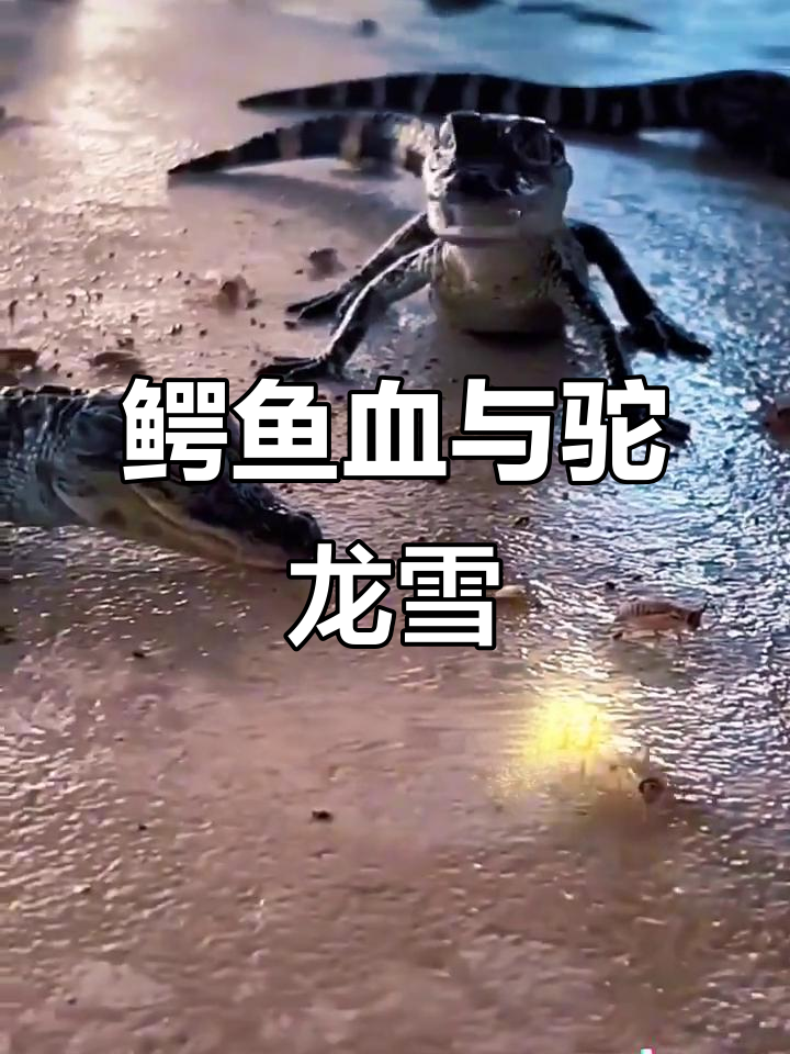 湘西鳄鱼血秘制驼龙雪,千年狮王被封印