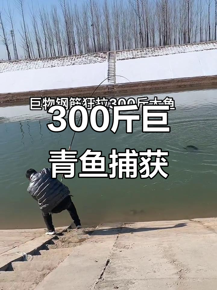 巨型青鱼重300斤,罕见捕捞震撼现场