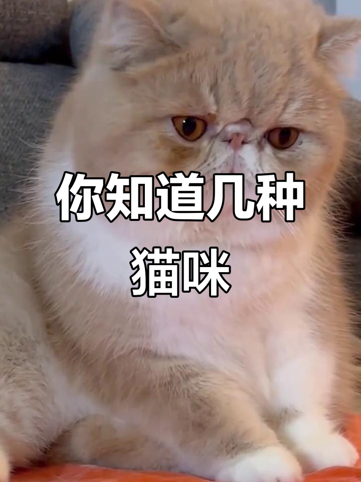 猫咪品种大揭秘,看看这些猫你认识吗?