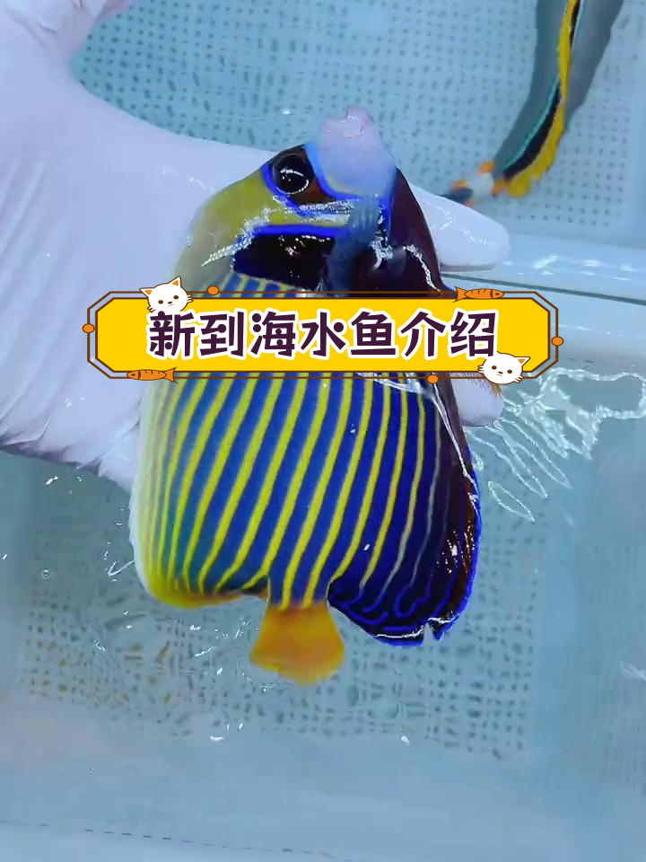 10月16日到货海水鱼分享:火焰、澳洲蓝面等