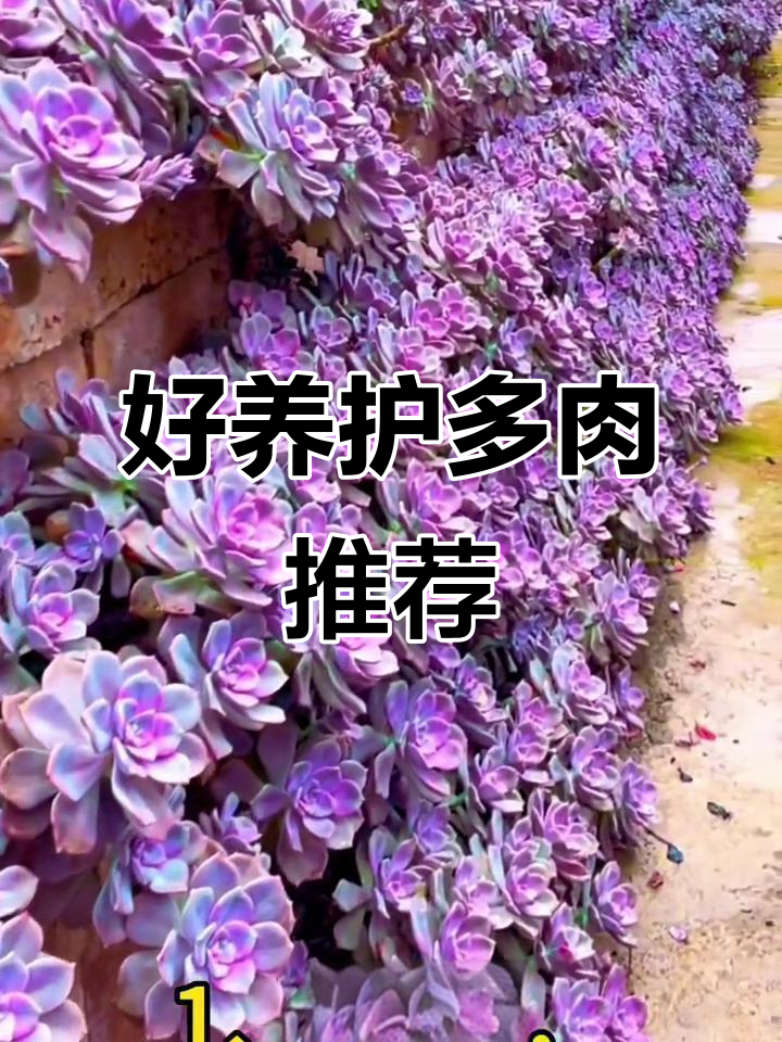15种公认最容易养的多肉植物,轻松上手!