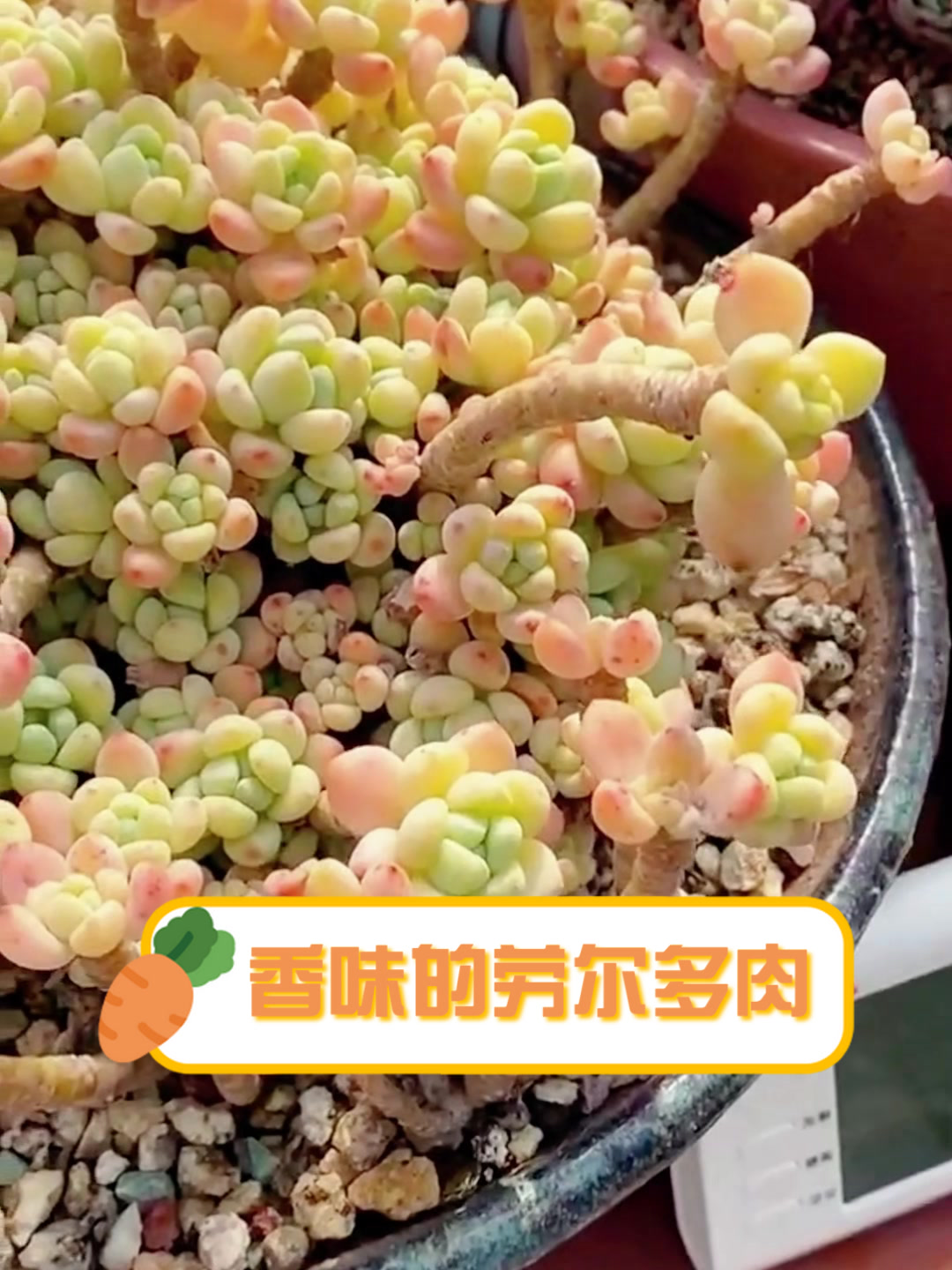 香味的劳尔多肉