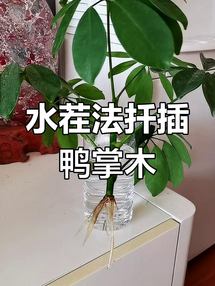 鸭掌木扦插技巧：如何避免根部腐烂，快速生根